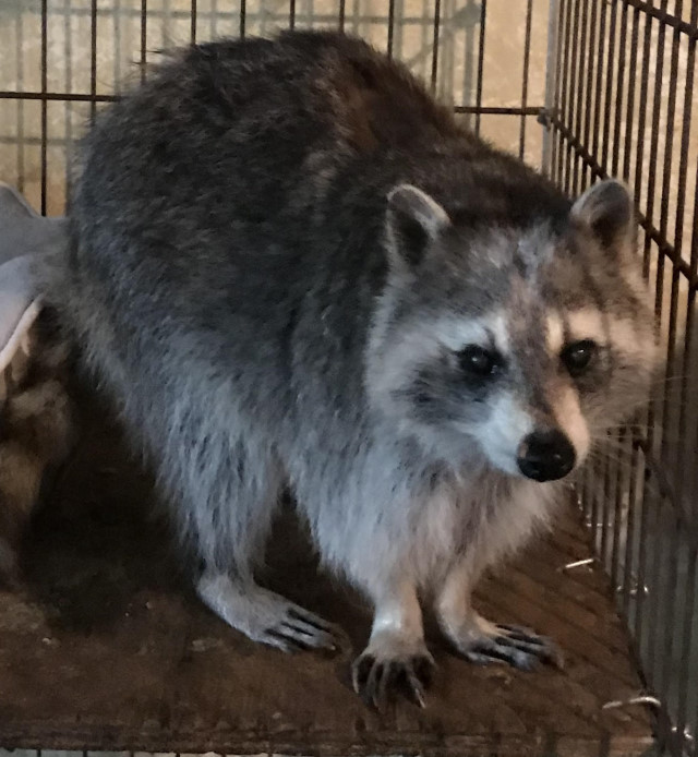 Raccoon Adoption
