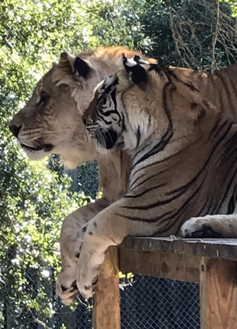 Wild Elite Sponsorship